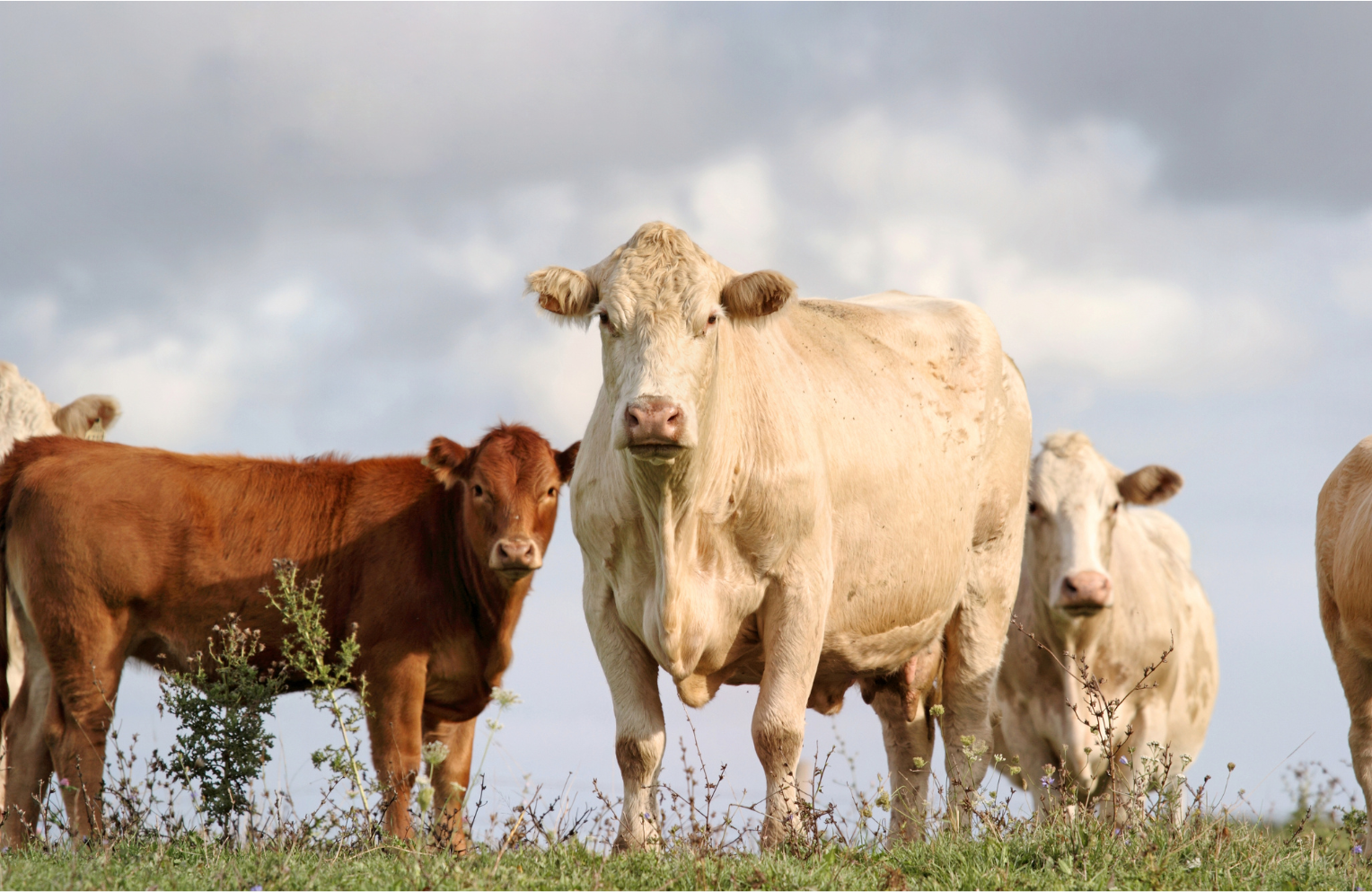 Cattle grazing on a grassy hill under a cloudy sky; a brown calf stands next to a cream-colored cow.