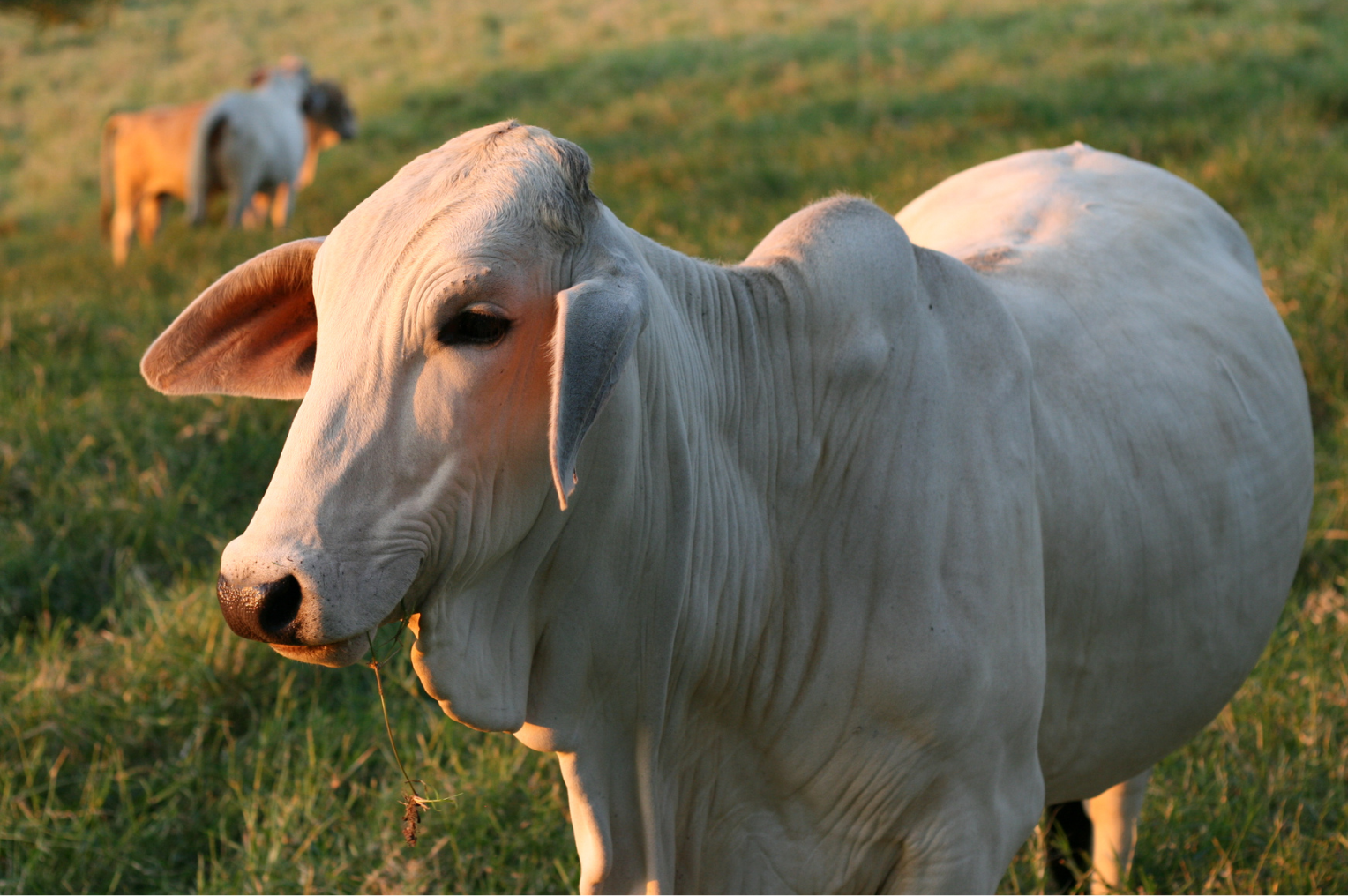 White Brahma cow in a grassy field, bathed in sunlight. Two more cows are visible in the blurred background.