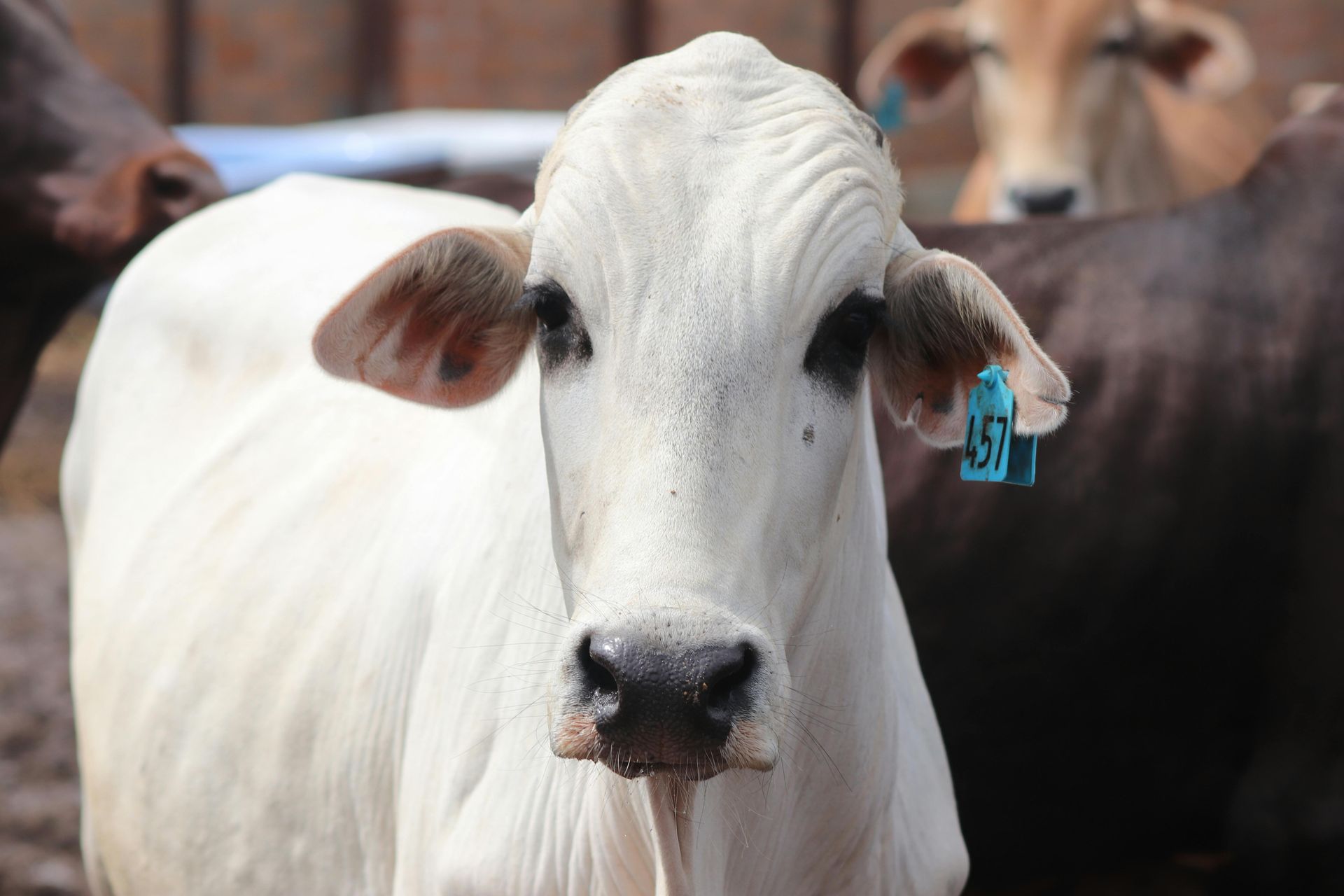 White cow with blue ear tag, looking directly at the camera. Other cattle in the background.
