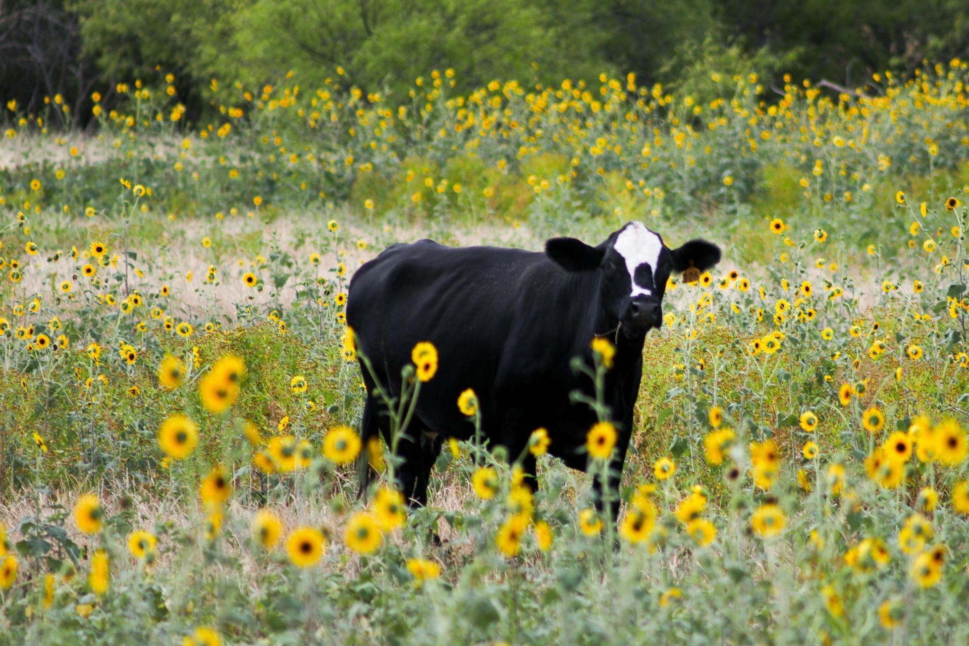 Black cow with white face patch stands in a field of yellow sunflowers.