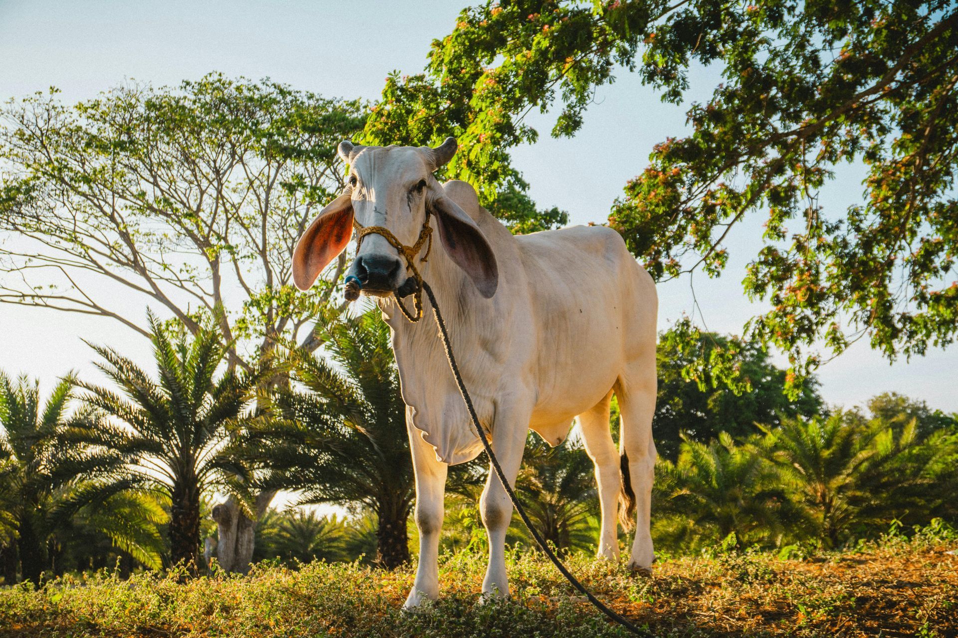 White cow standing in a field, tethered. Green trees in background, sunny day.
