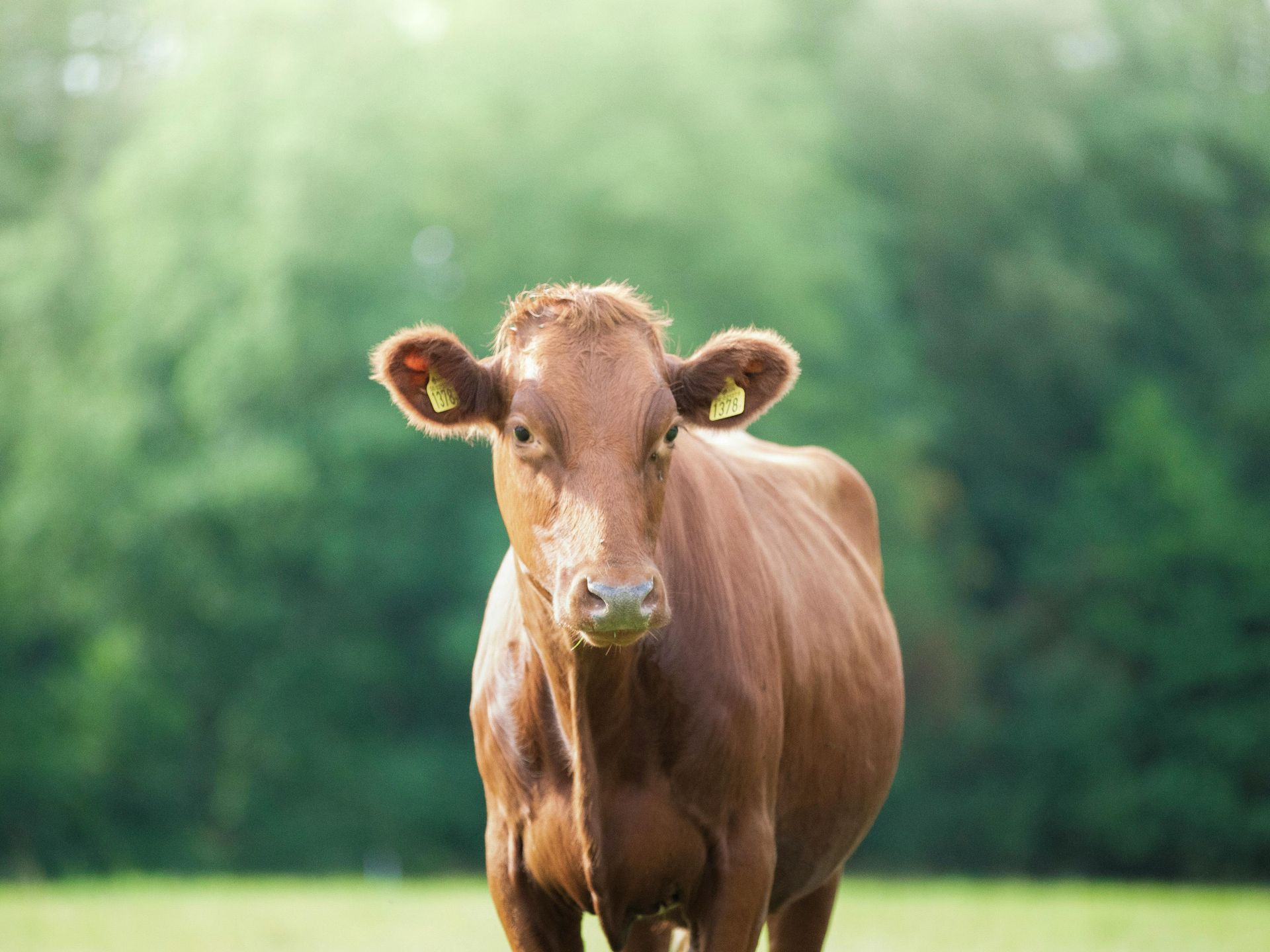 Red cow standing in a field, looking forward with yellow ear tags; blurred green trees in background.