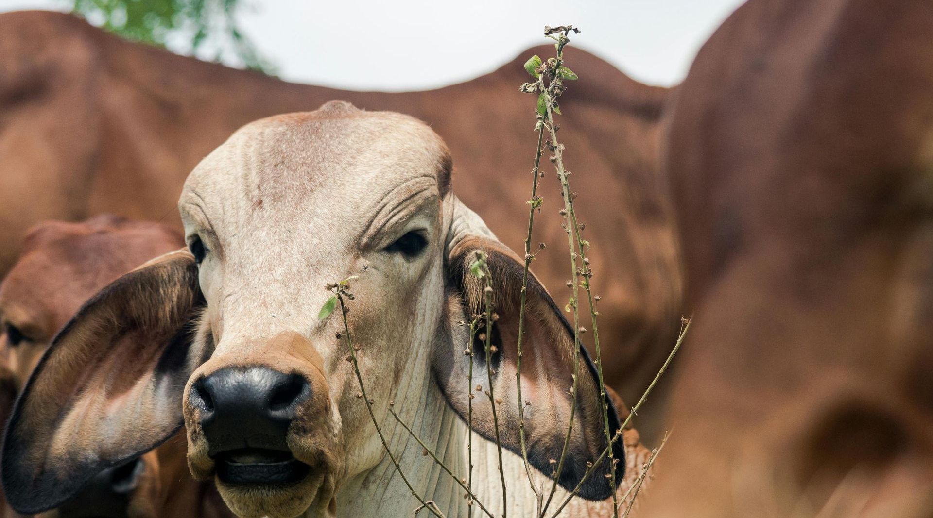 Close-up of a light-brown cow with an inquisitive expression, surrounded by other cows.
