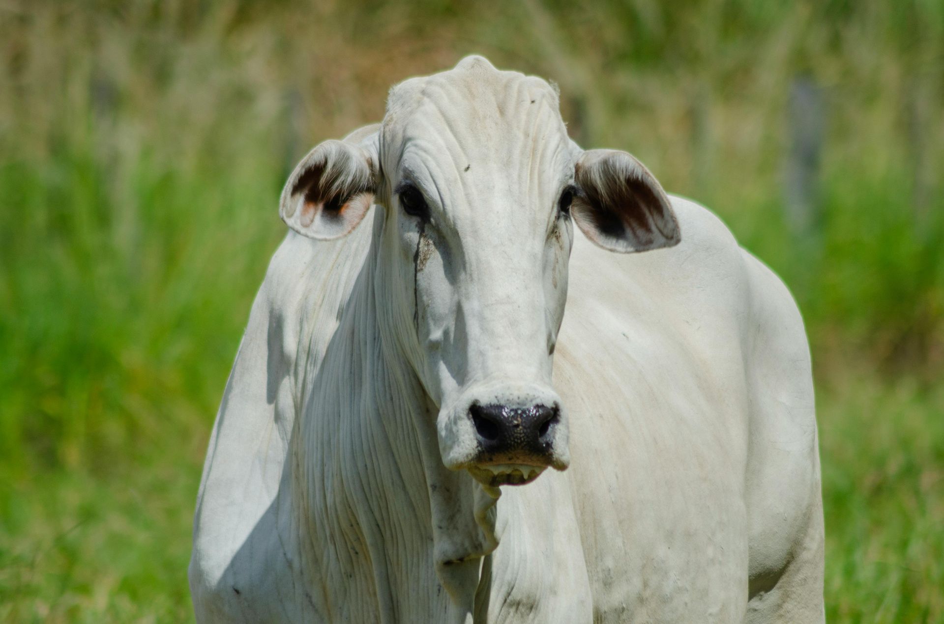 White cow standing in a grassy field.