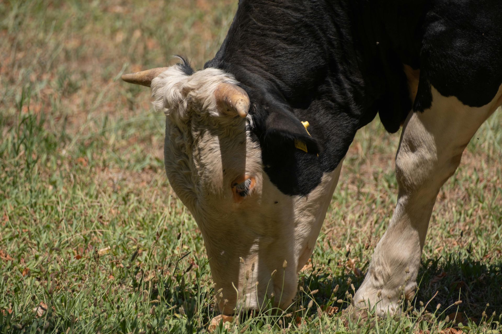 Cow with black and white markings grazing in a grassy field.