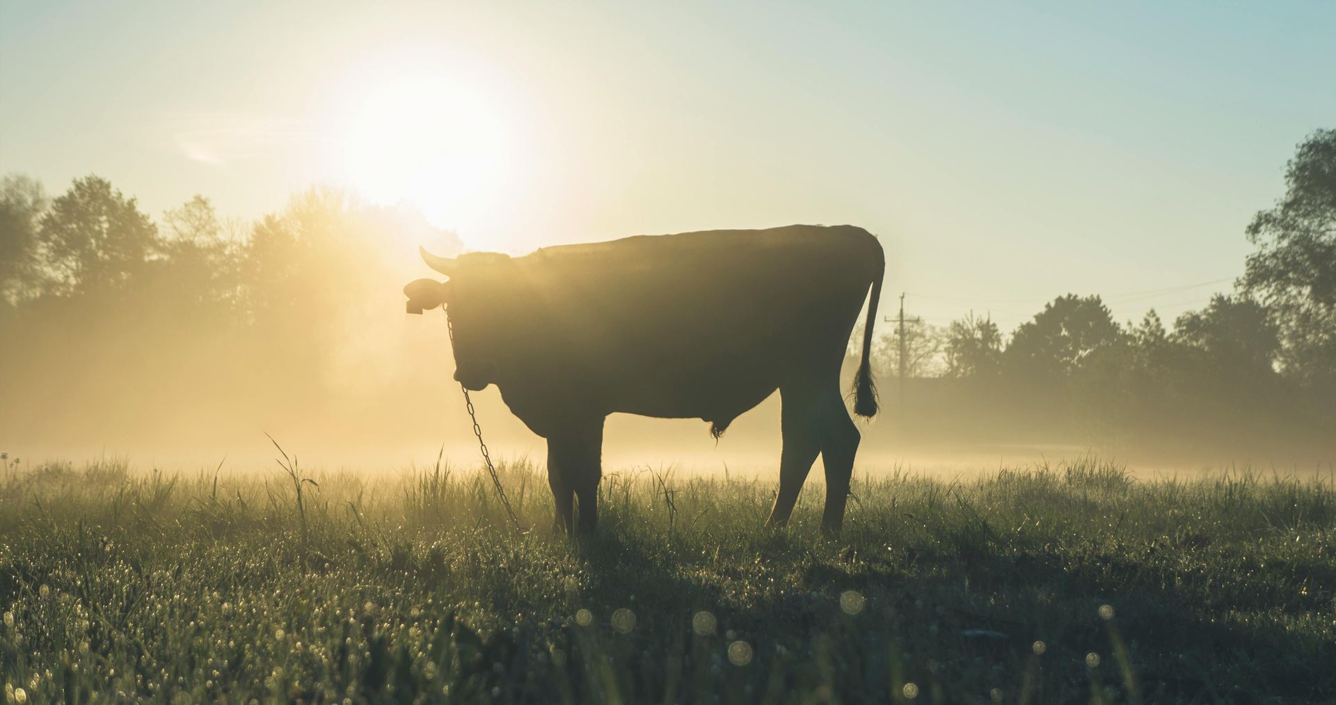 Cow silhouetted in a field at sunrise, amidst morning fog and tall grass.