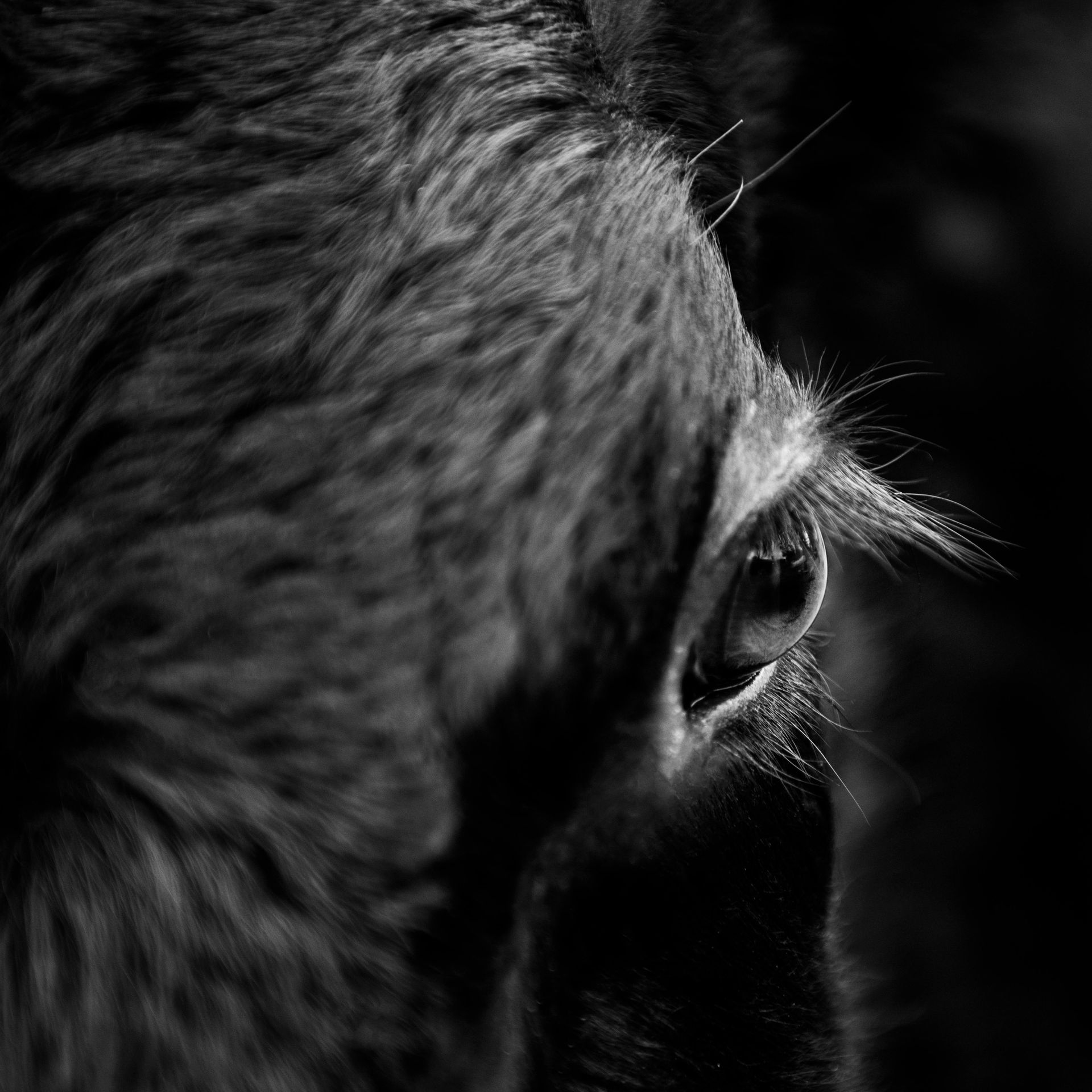 Close-up, black and white photo of a monkey's eye and face, showing fur and eyelashes.