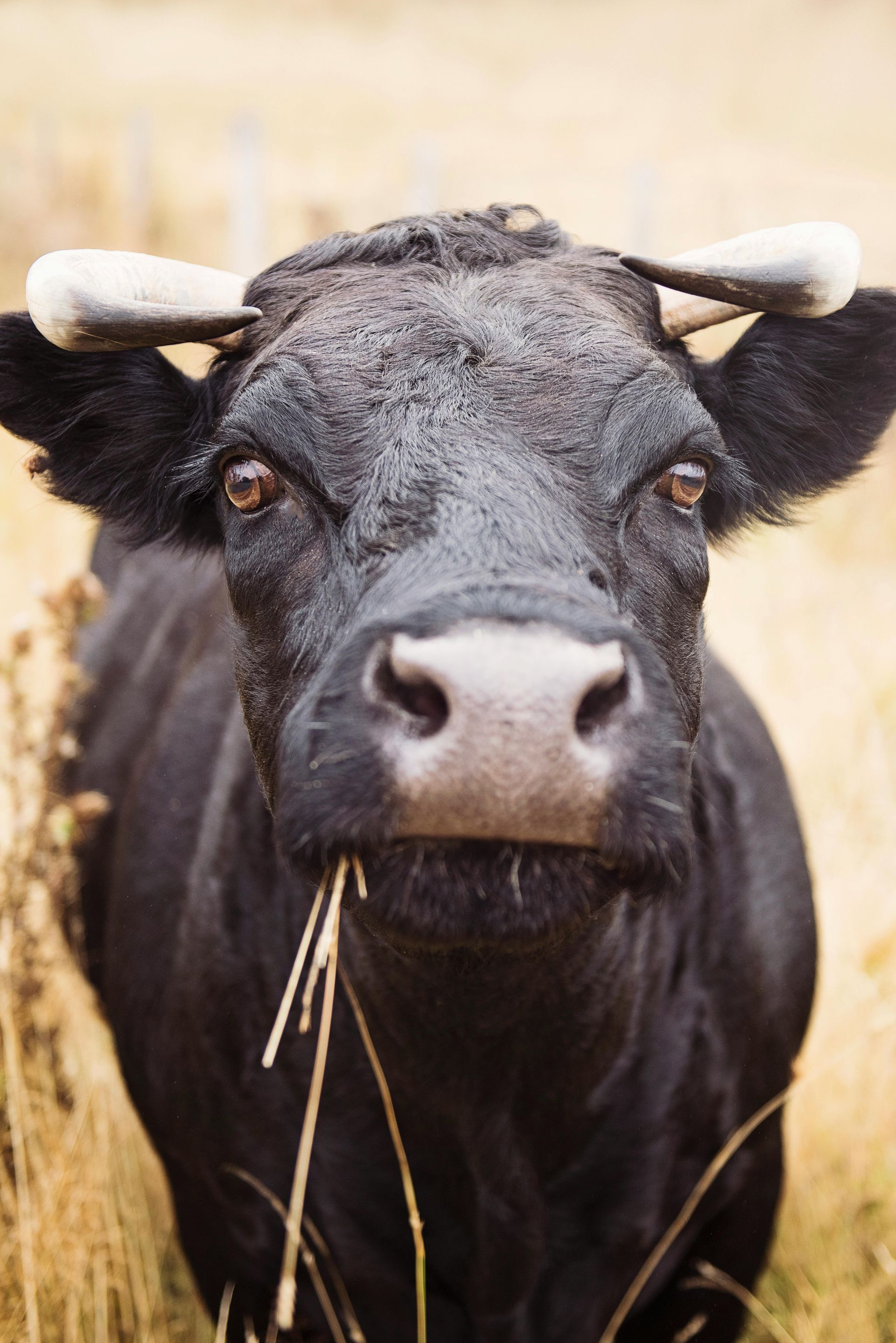Black cow with short horns chewing grass in a field, looking directly at the viewer.