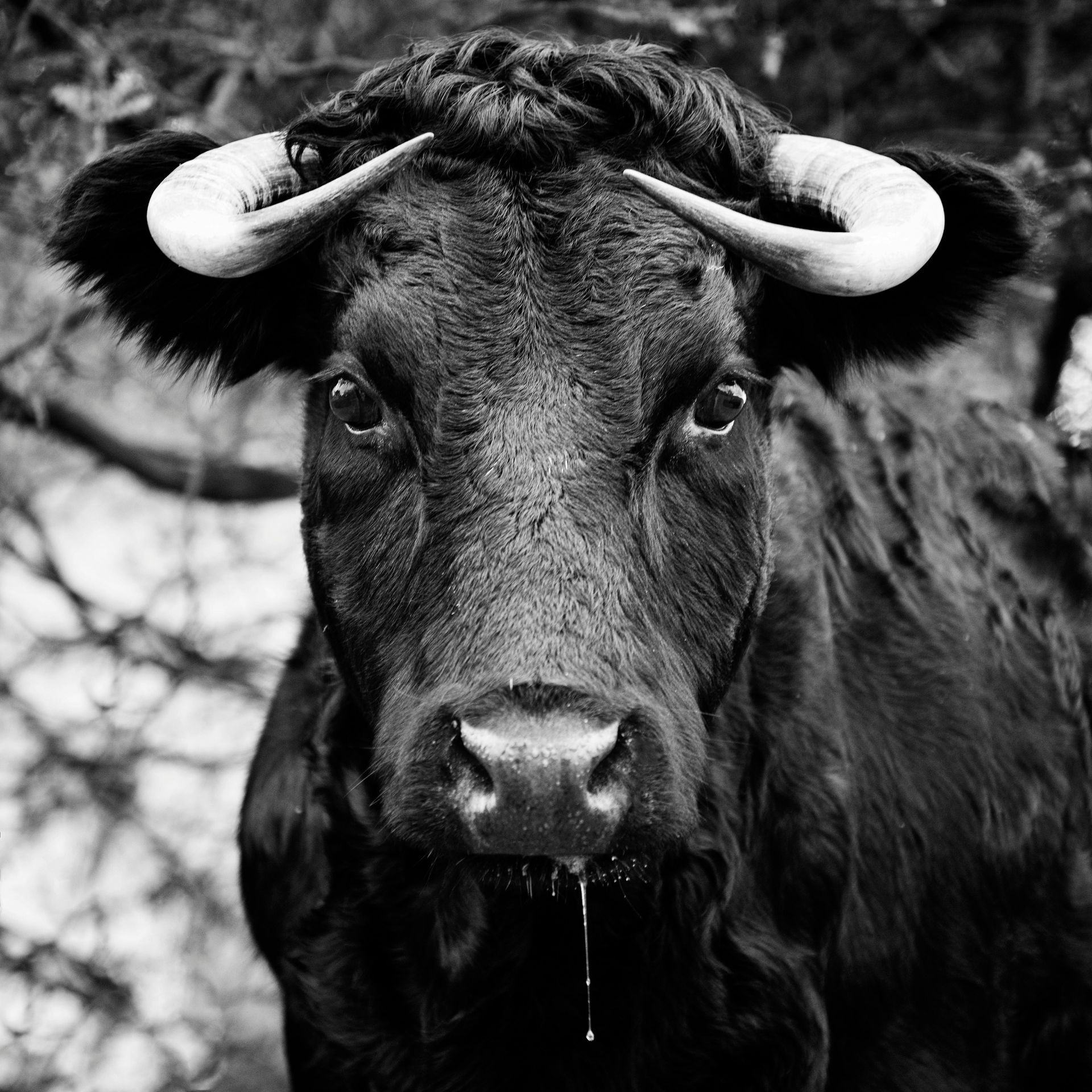 Black and white close-up of a bull. It has curved horns, fur, and drool. Eyes are looking directly forward.