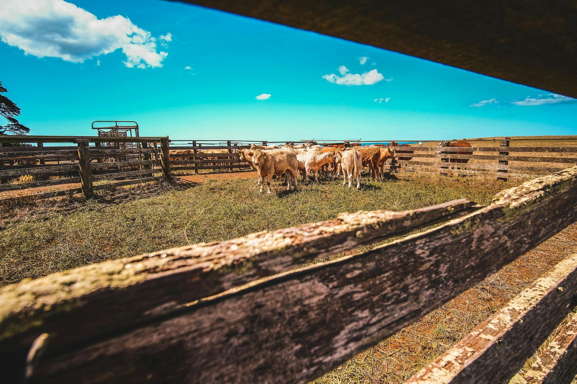 Cattle in a wooden pen under a blue sky.