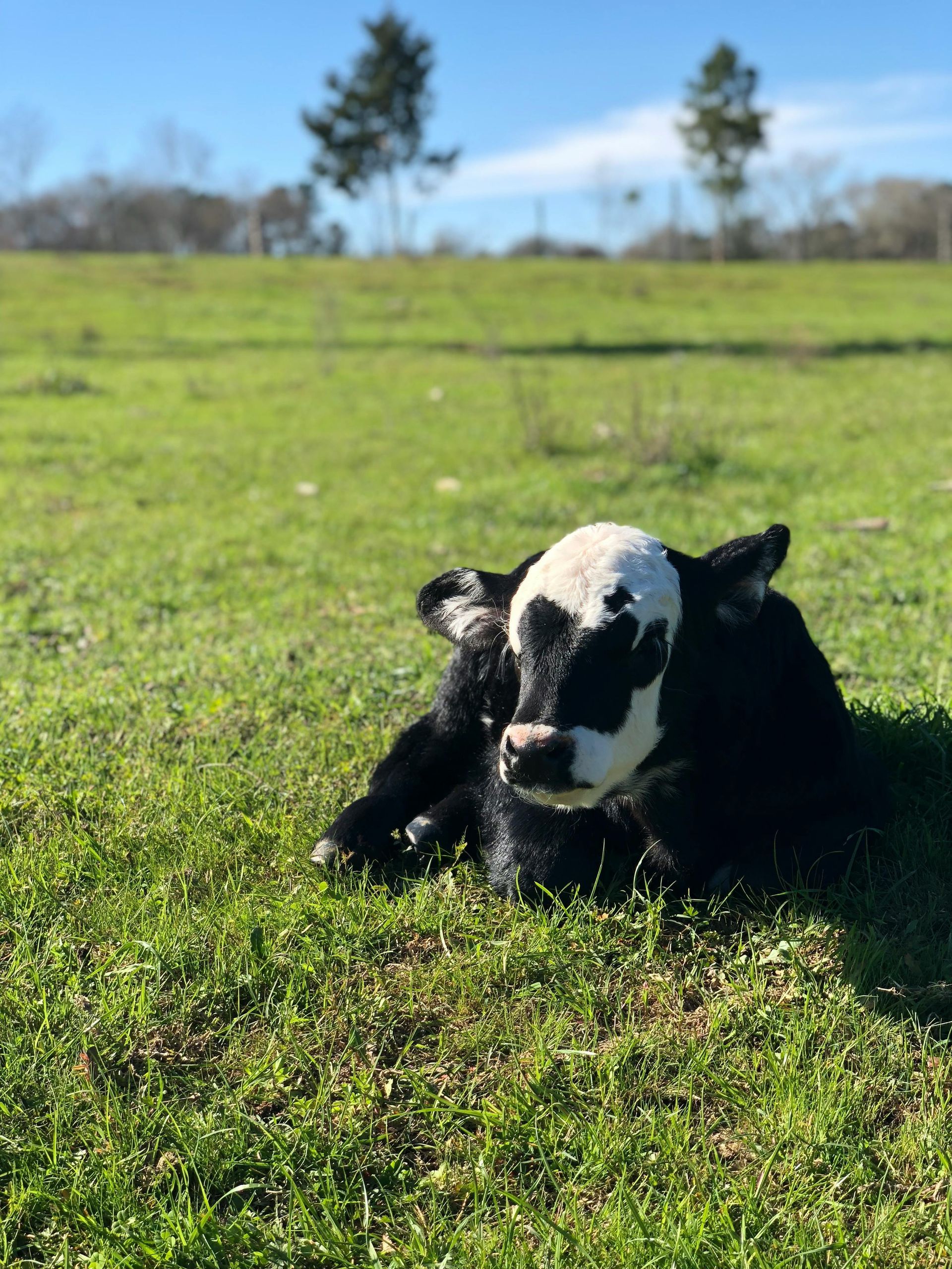 Black and white calf lying in a grassy field on a sunny day.