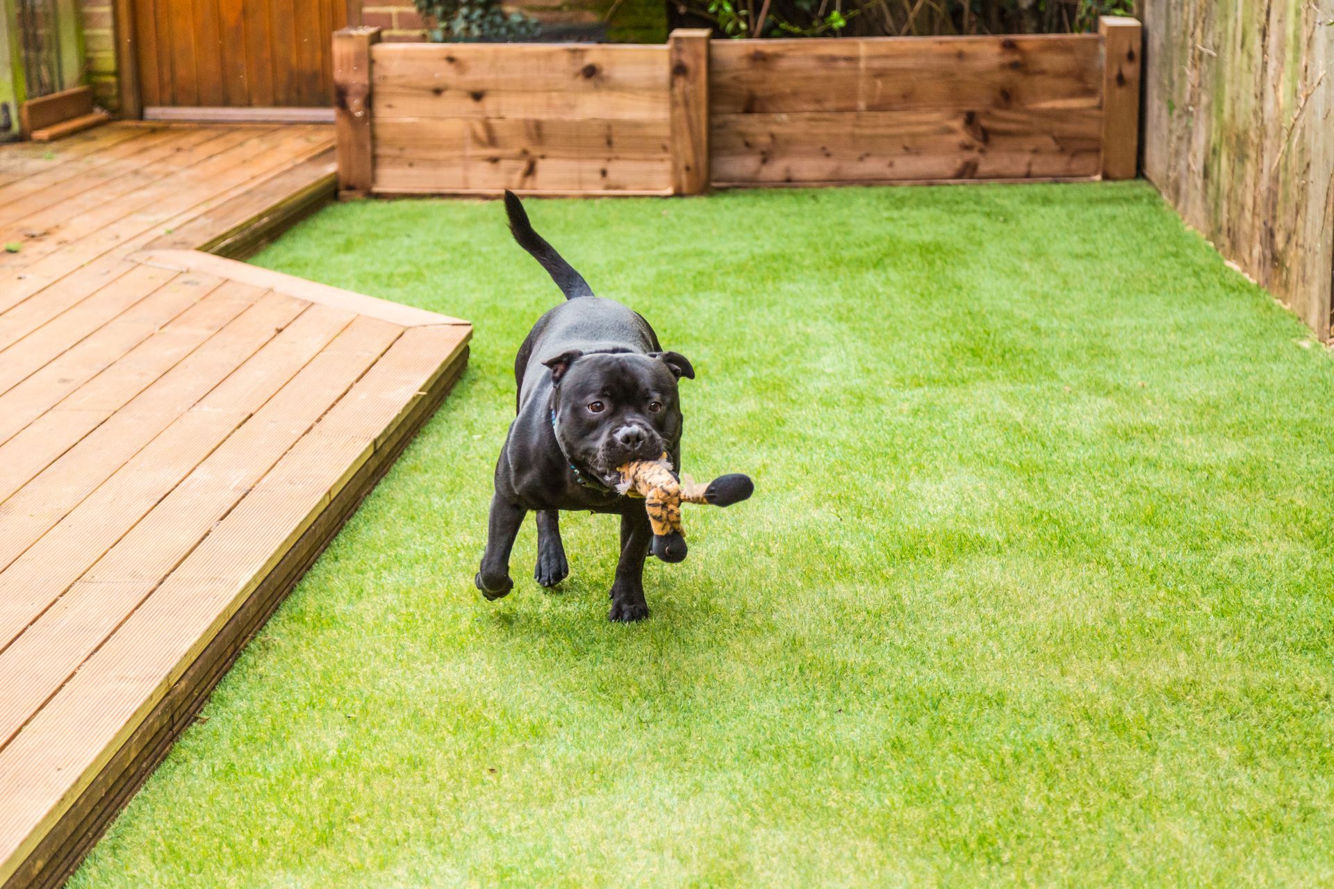 A dog carrying a toy in his mouth while walking on turf