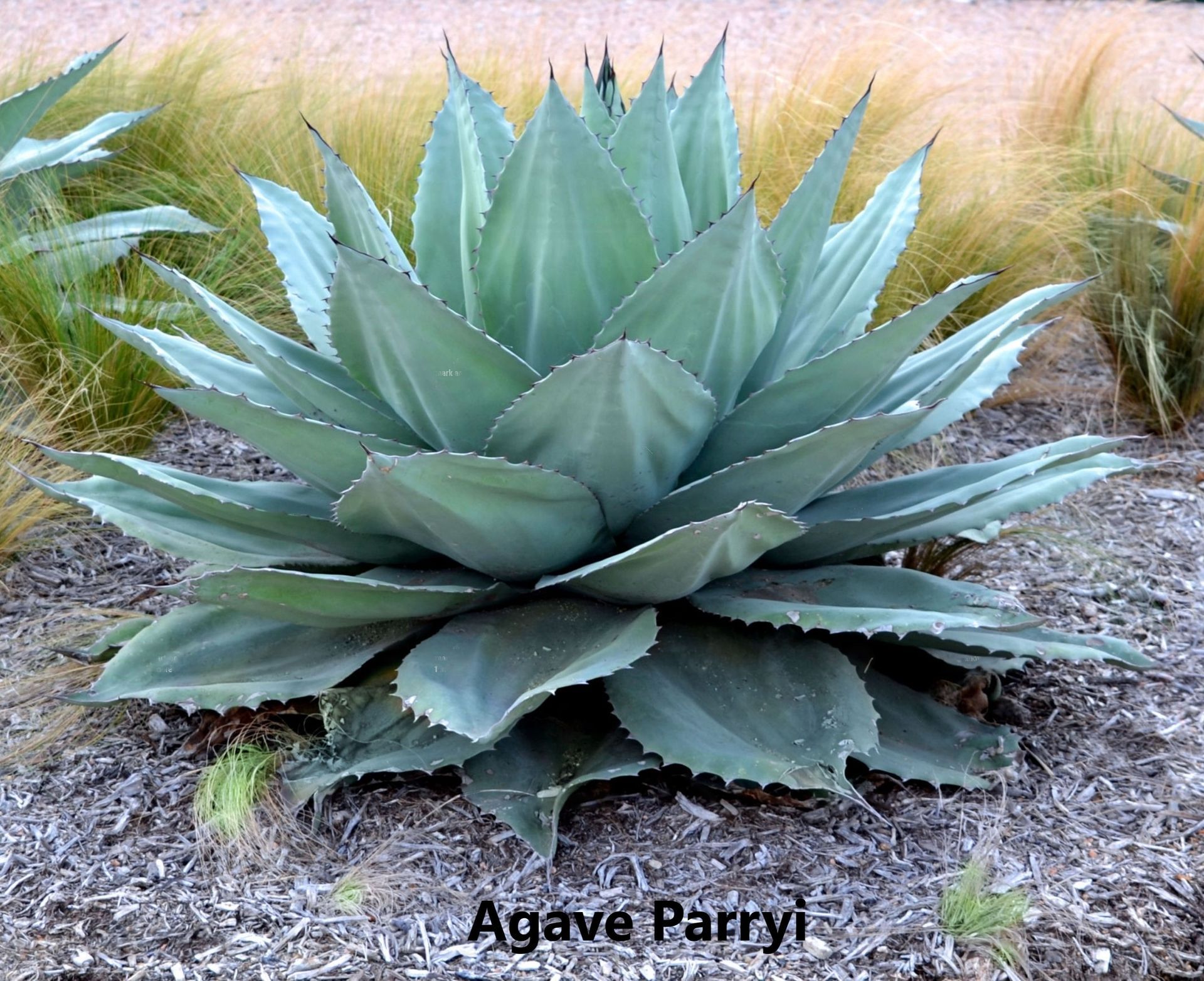 A full grown Agave Parryi cacti
