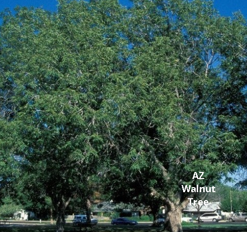 Several  large Arizona Walnut trees with cars nearby