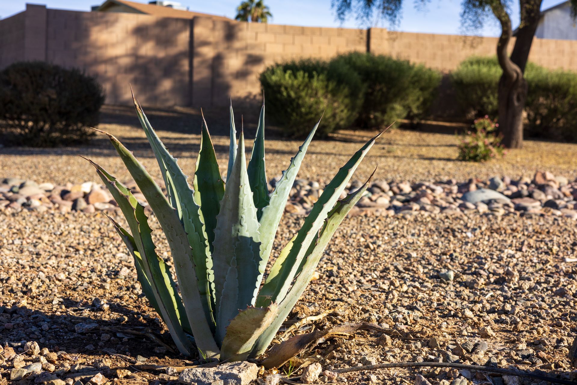 A Blue Agave plant in a gravel backyard