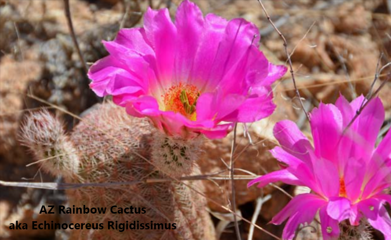A beautiful pink bloom of the Arizona Rainbow Cactus