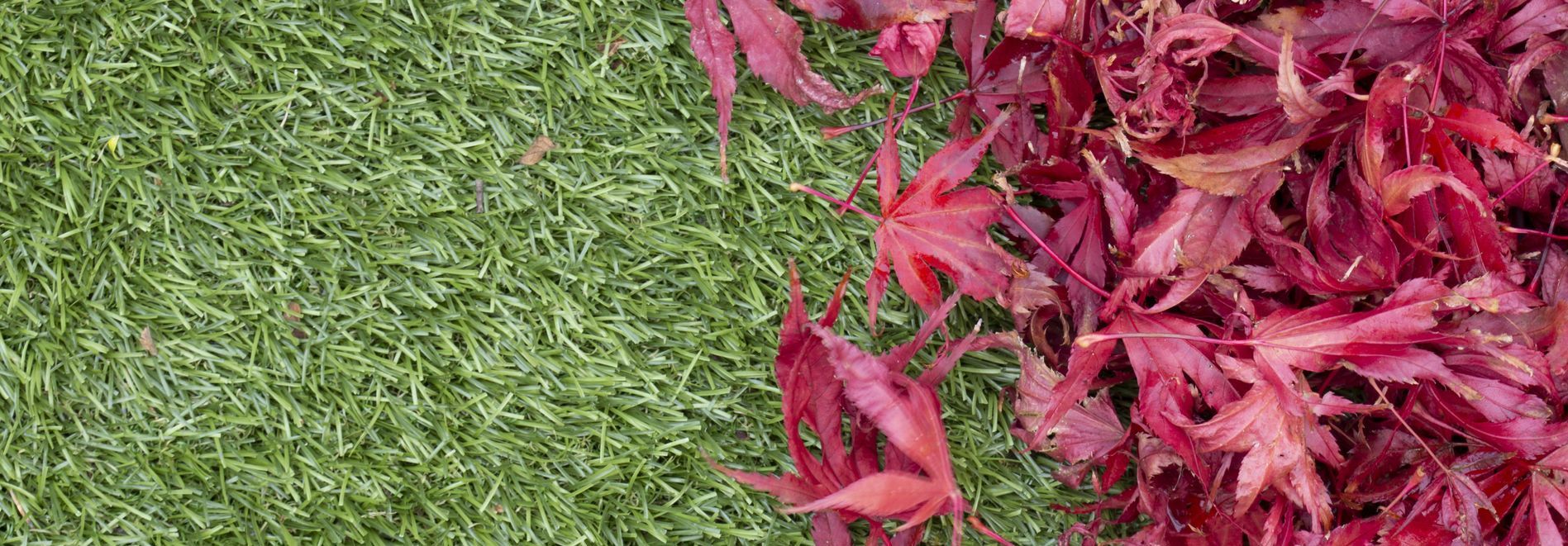 Flattened turf from overuse and neglect, with fall leaves needing to be swept