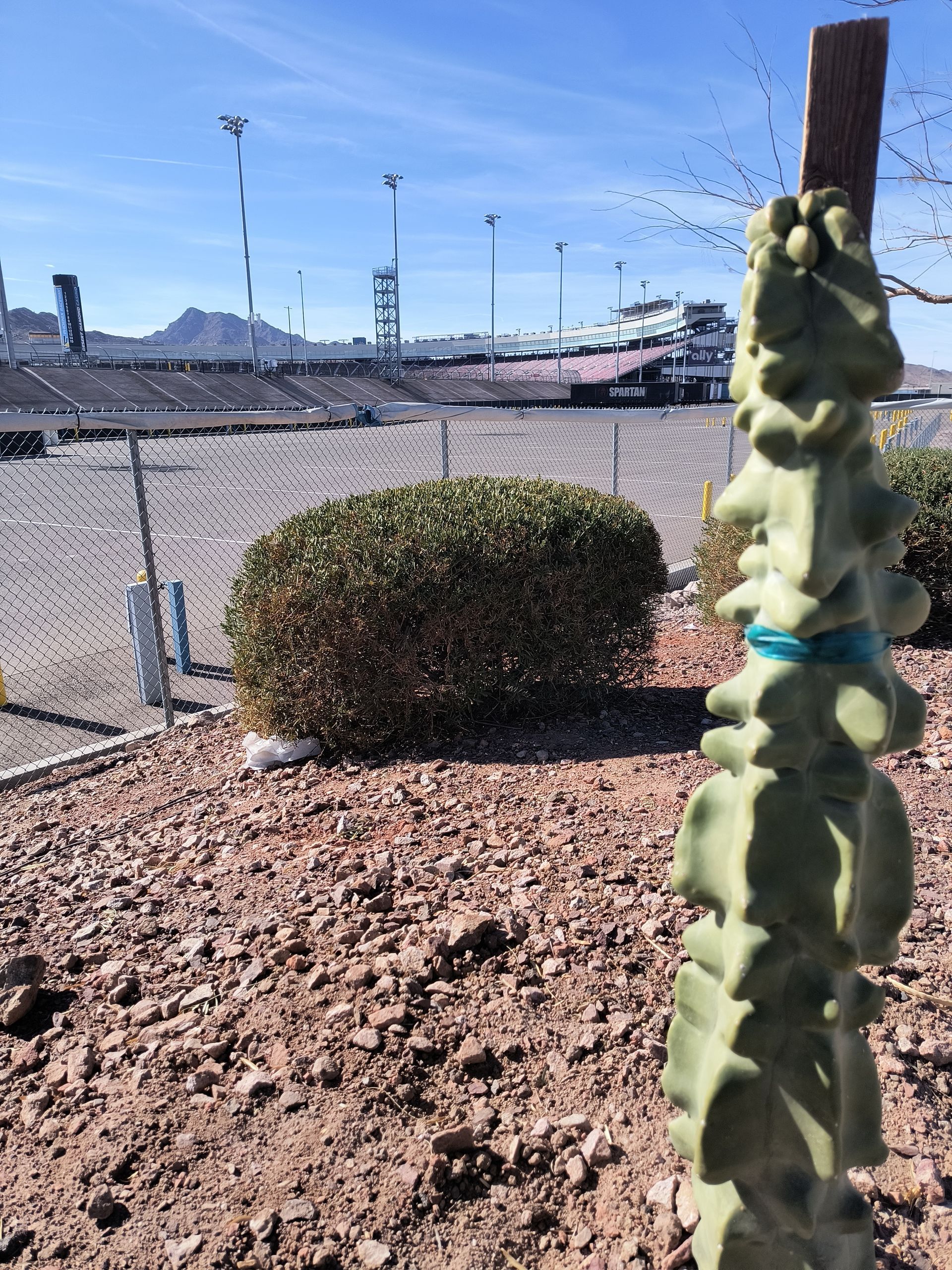 Distant view of the Phoenix Raceway Stadium with a cactus in the foreground