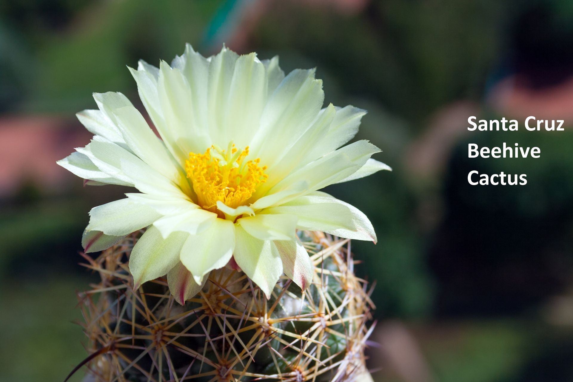 Small Santa Cruz cactus with a whitish yellow flower in bloom