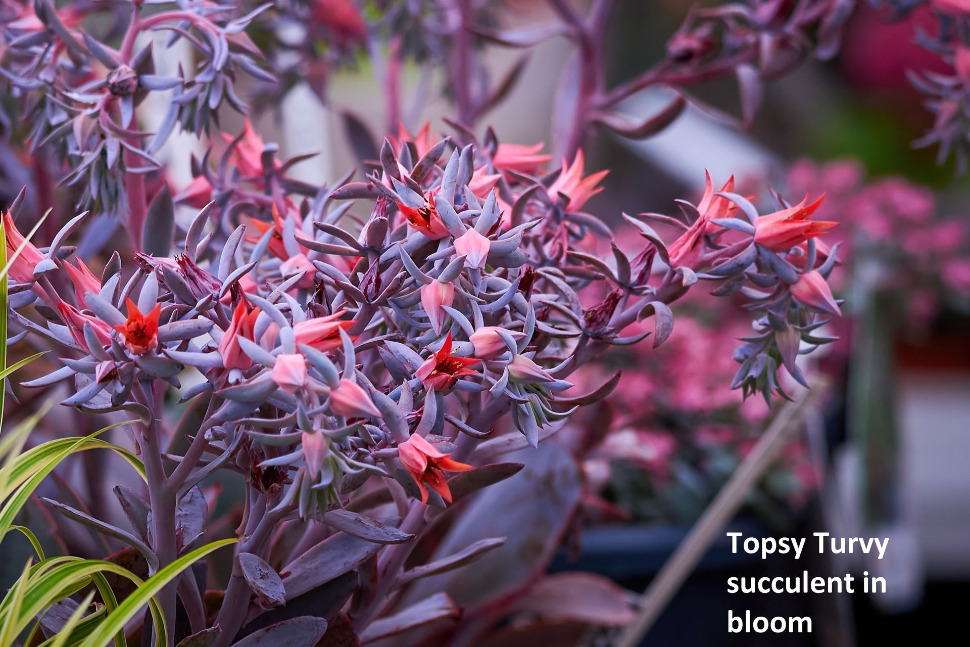 Orange, pink, and silver colors of the Topsy Turvy succulent blooming