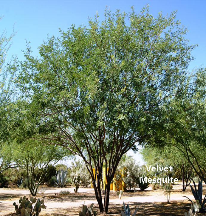 A multi-trunked Velvet Mesquite