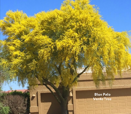 A flowering Blue Palo Verde tree in a front yard