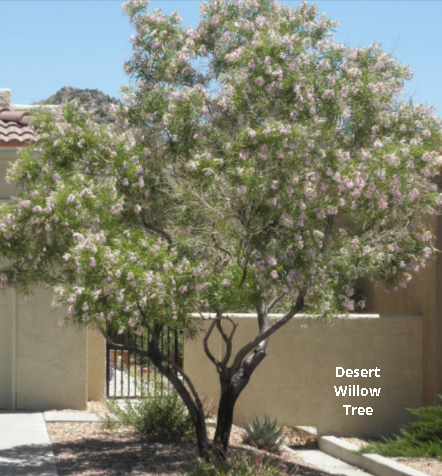 A flowering desert willow tree in the front of a house