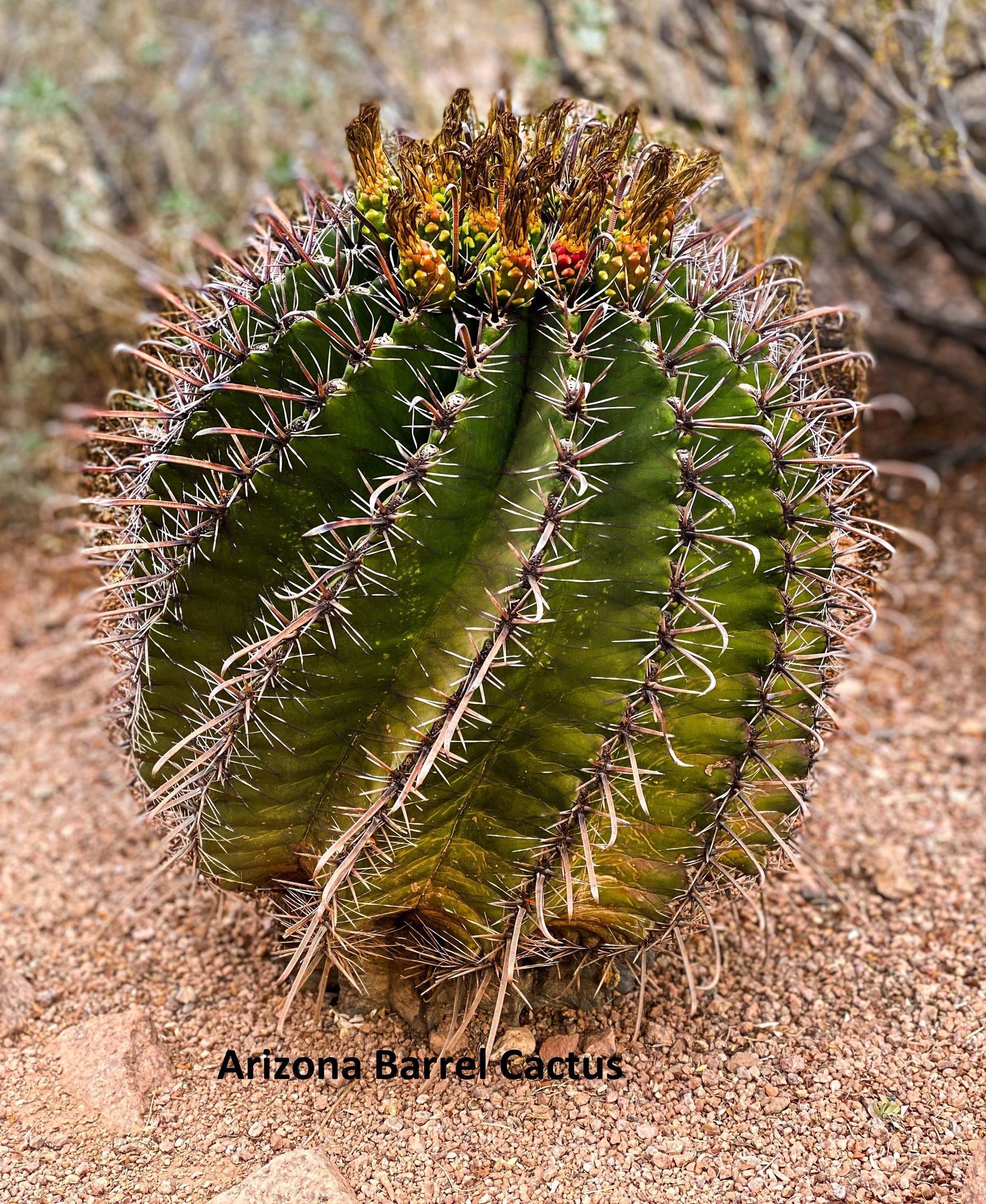 An Arizona barrel cactus with yellow flowers on top