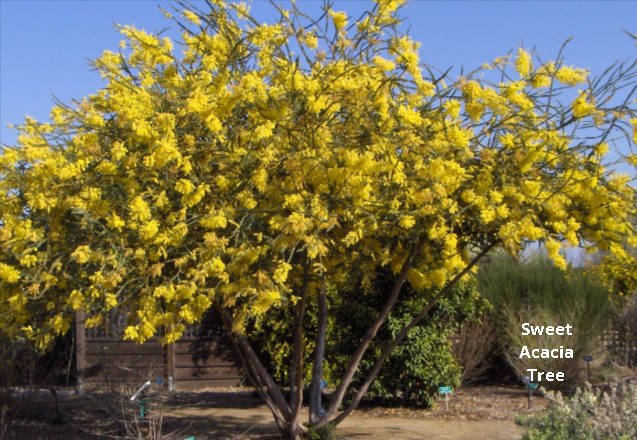 A flowering sweet Acacia tree in a desert landscape