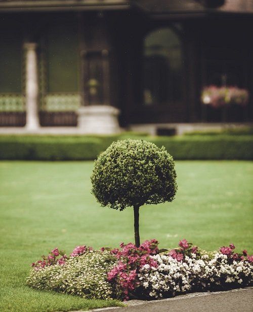 Landscape Laveen: miniature tree set in a bed of flowers