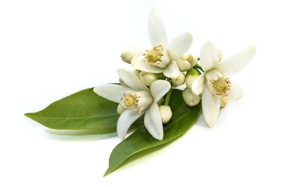 Ein Strauß weißer Blumen mit grünen Blättern auf weißem Hintergrund