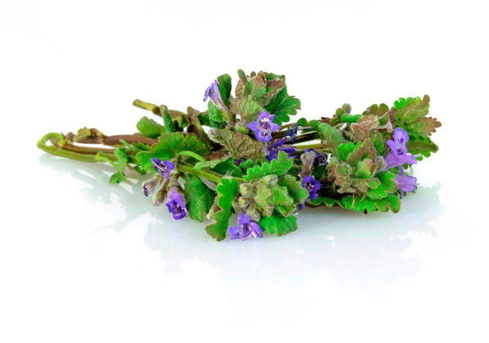 Ein Strauß violetter Blumen und grüner Blätter auf einer weißen Oberfläche.