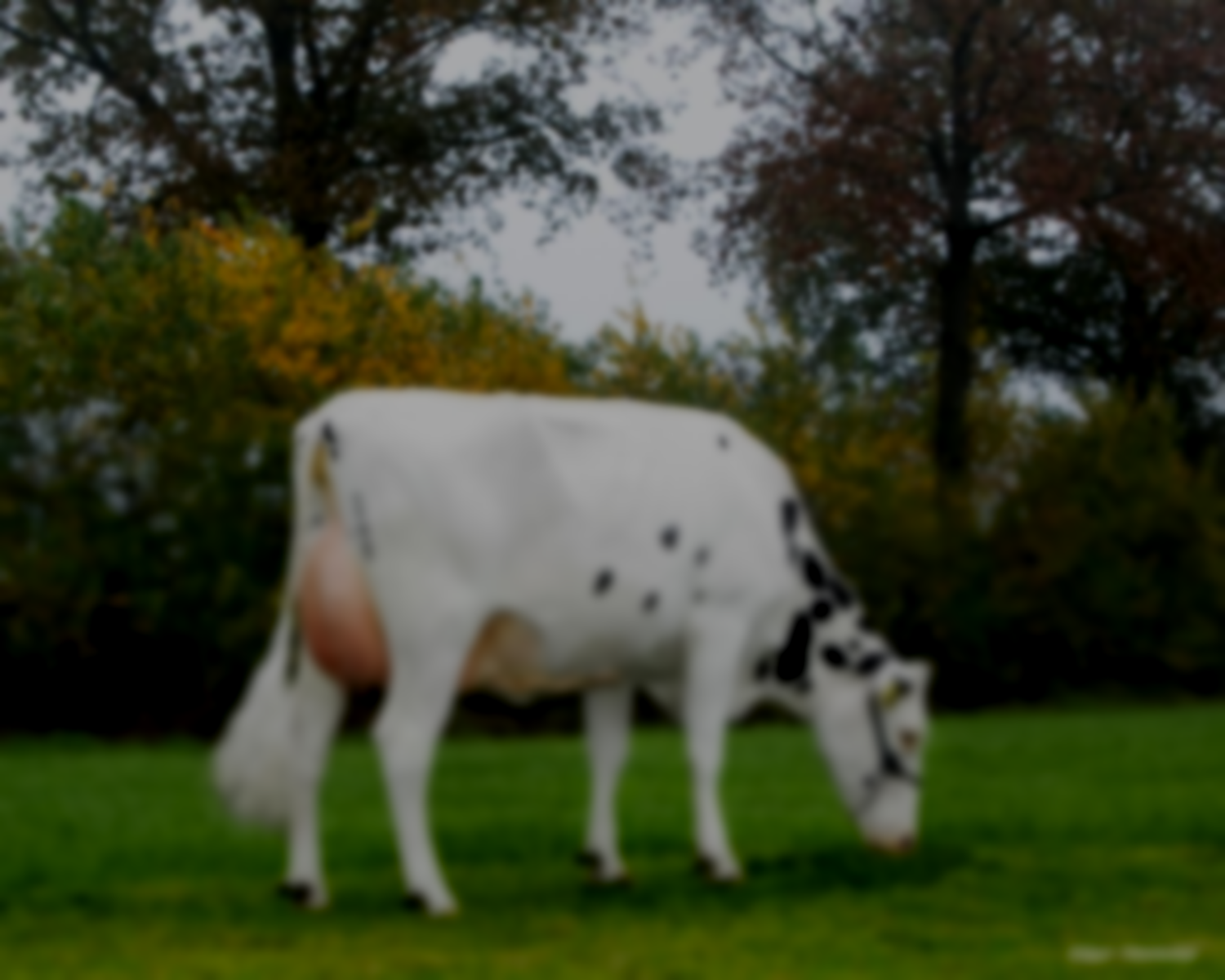 Un fondo blanco con algunas líneas.