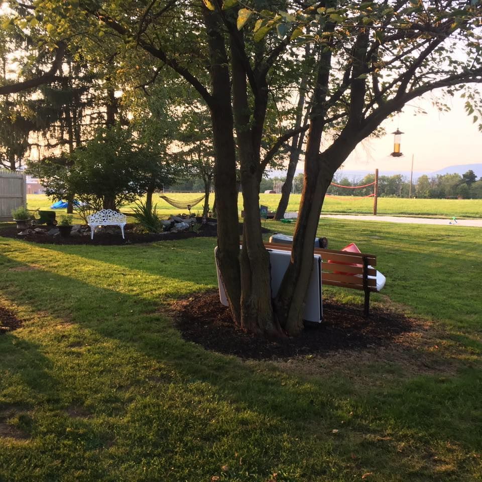 A tree in the middle of a lush green field