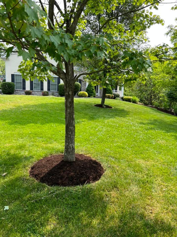 A tree in a lush green yard with mulch around it.