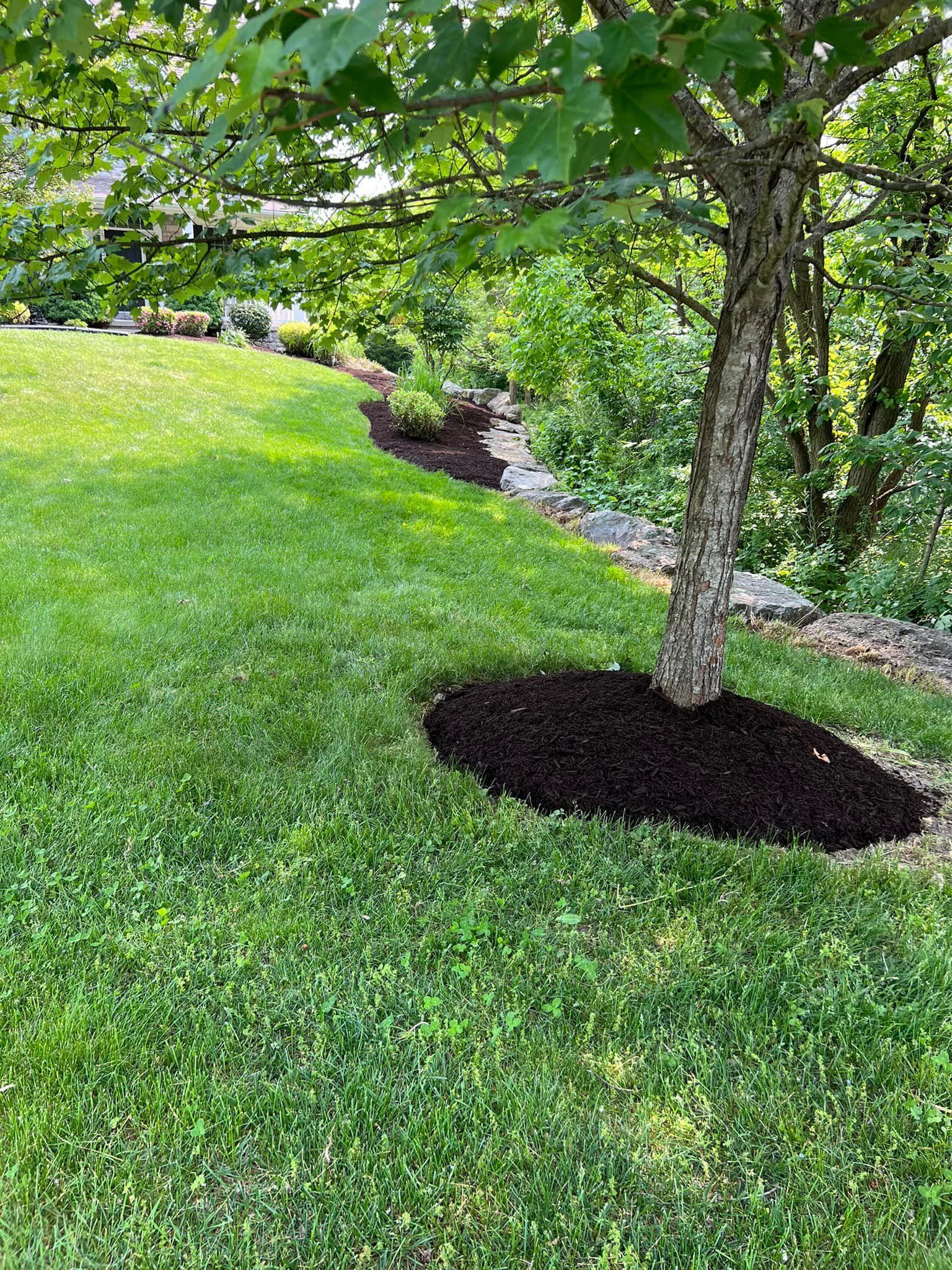 A tree is sitting in the middle of a lush green lawn.