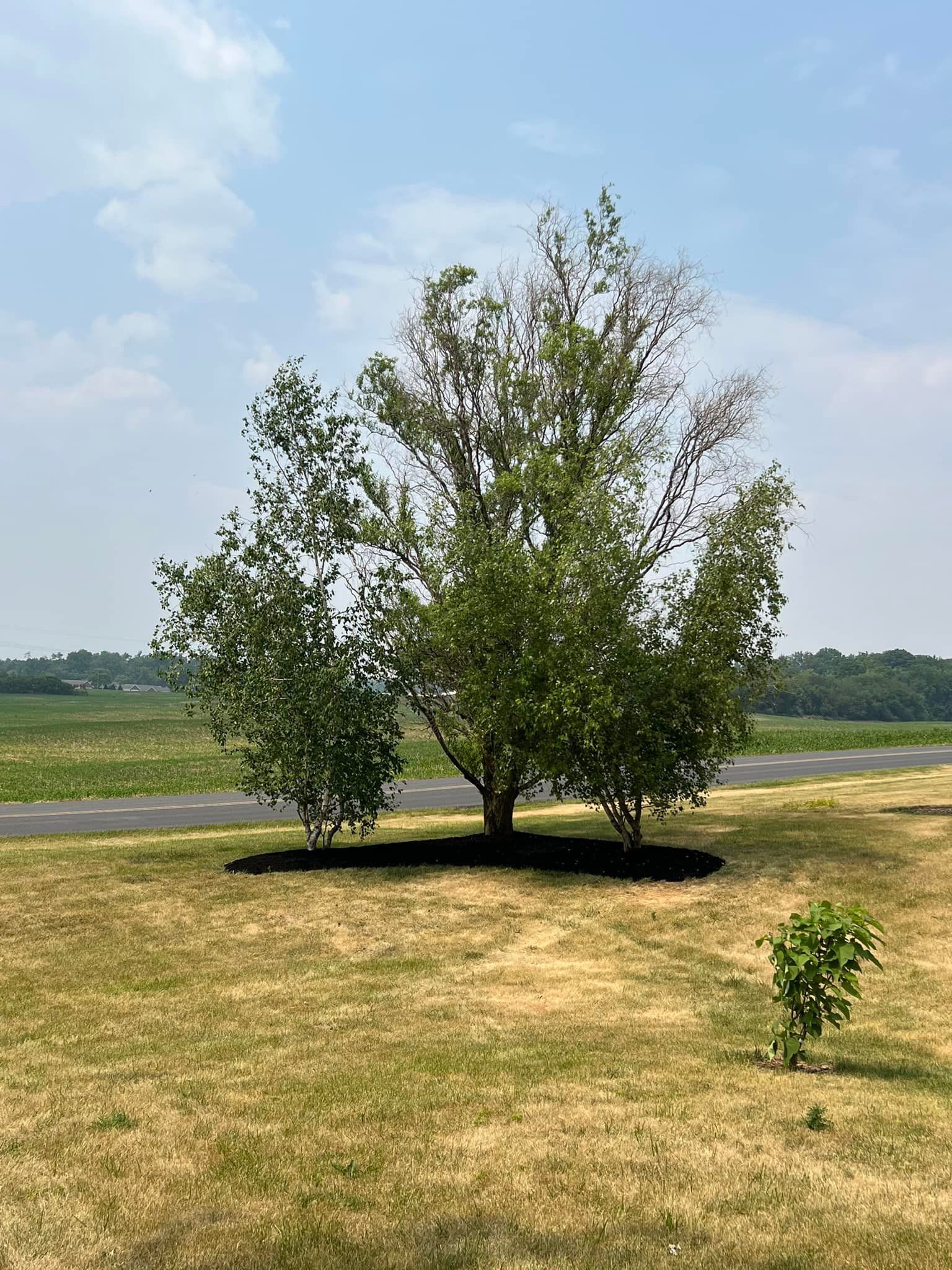 There are two trees in the middle of a field.