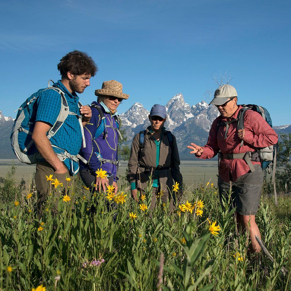 Four hikers with backpacks and trekking poles in a wildflower meadow, snowy mountains behind them.