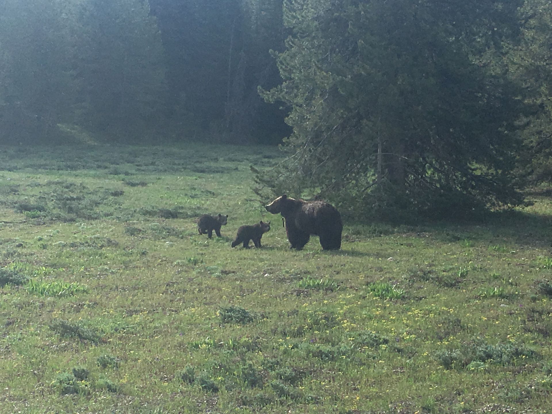 Black bear mother and cubs walking across a grassy meadow near trees