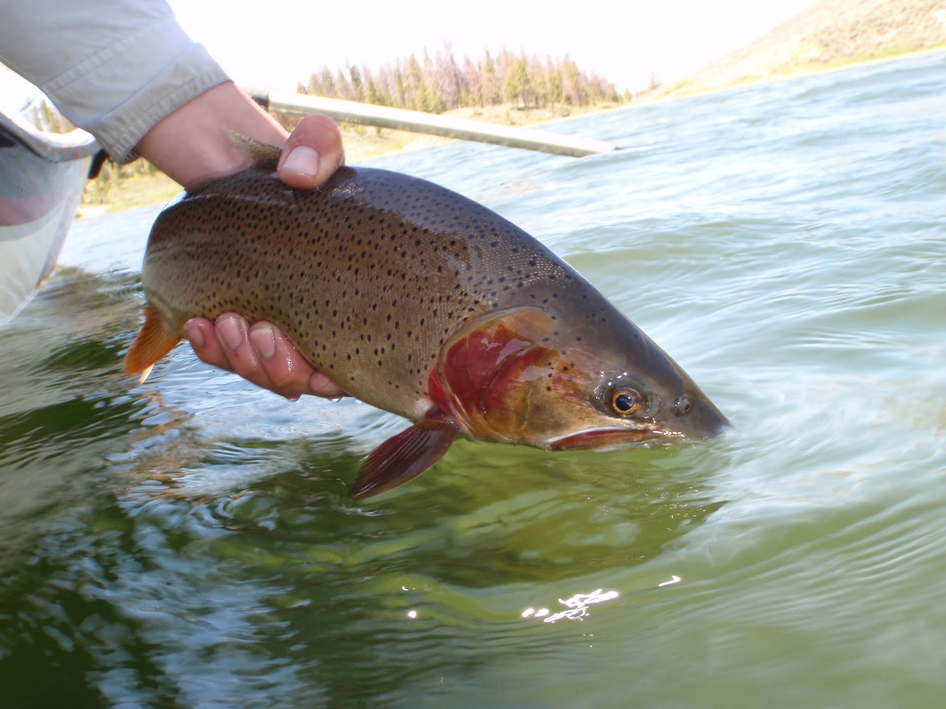 Person holding a brown spotted trout over a river, with water flowing around it.