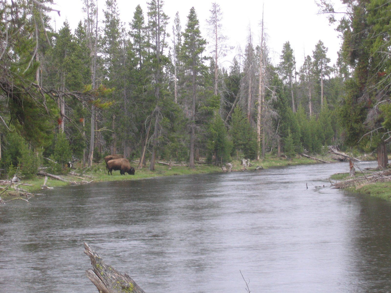 River winding through a forest with a moose grazing on the left bank