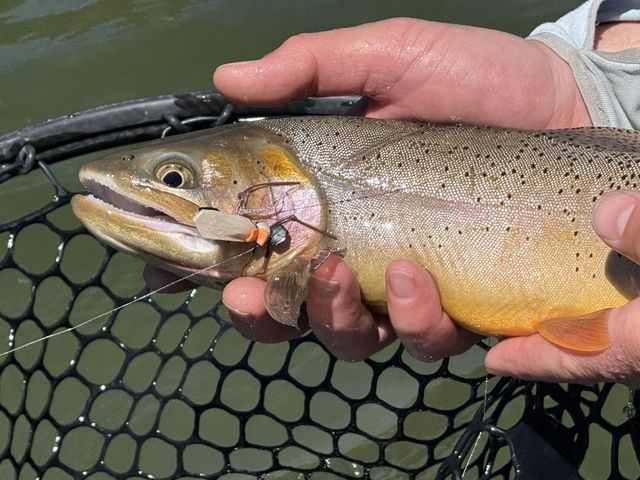 Fly Fishing in Snake River | Jackson Hole Anglers Fly Fishing in Snake River | Jackson Hole Anglers