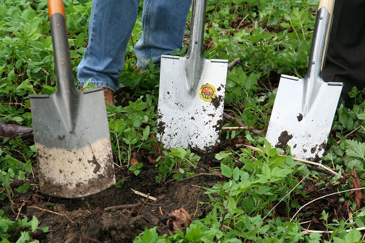 Three shovels in the ground, among green plants and dirt; person's legs in the background.