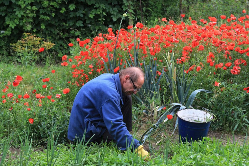 Man tending garden with red poppies and a blue bucket.