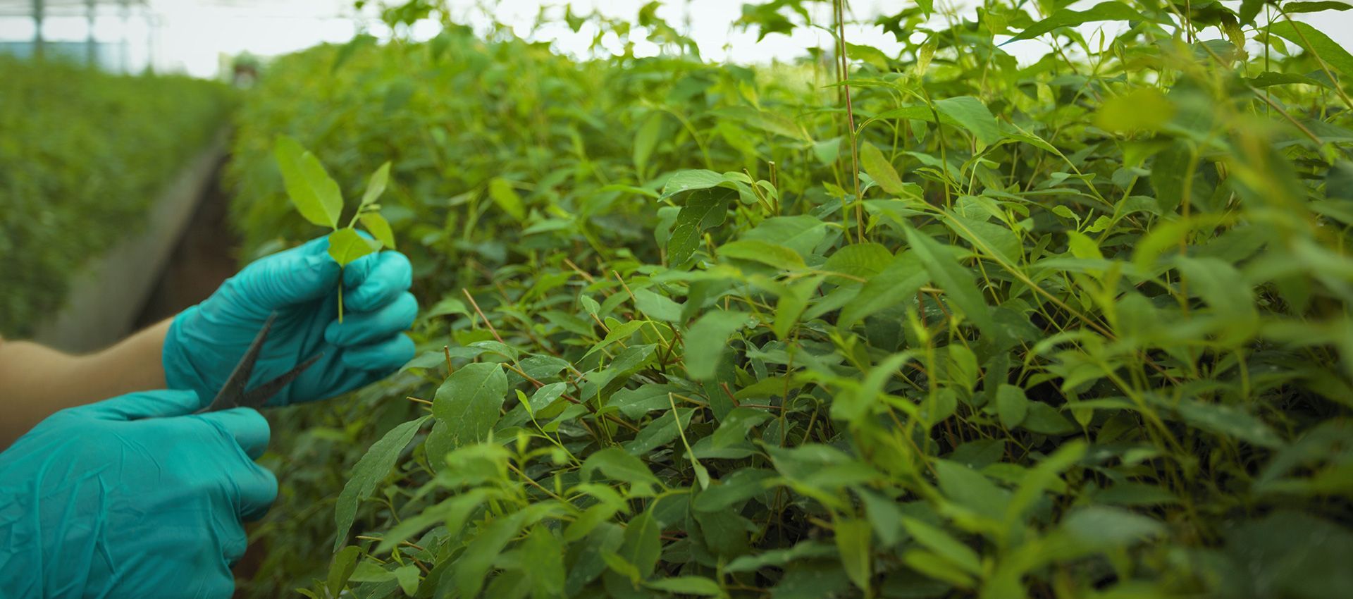 Hands in teal gloves examining green leafy plants in a greenhouse.