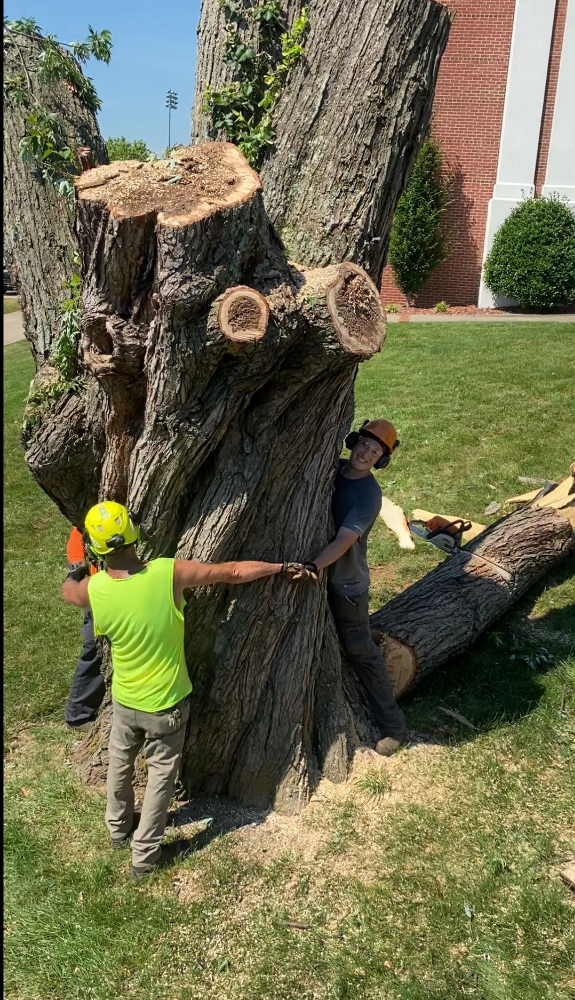 Team Hugging Big Tree — Campbellsville, KY — Ray's Tree Service LLC