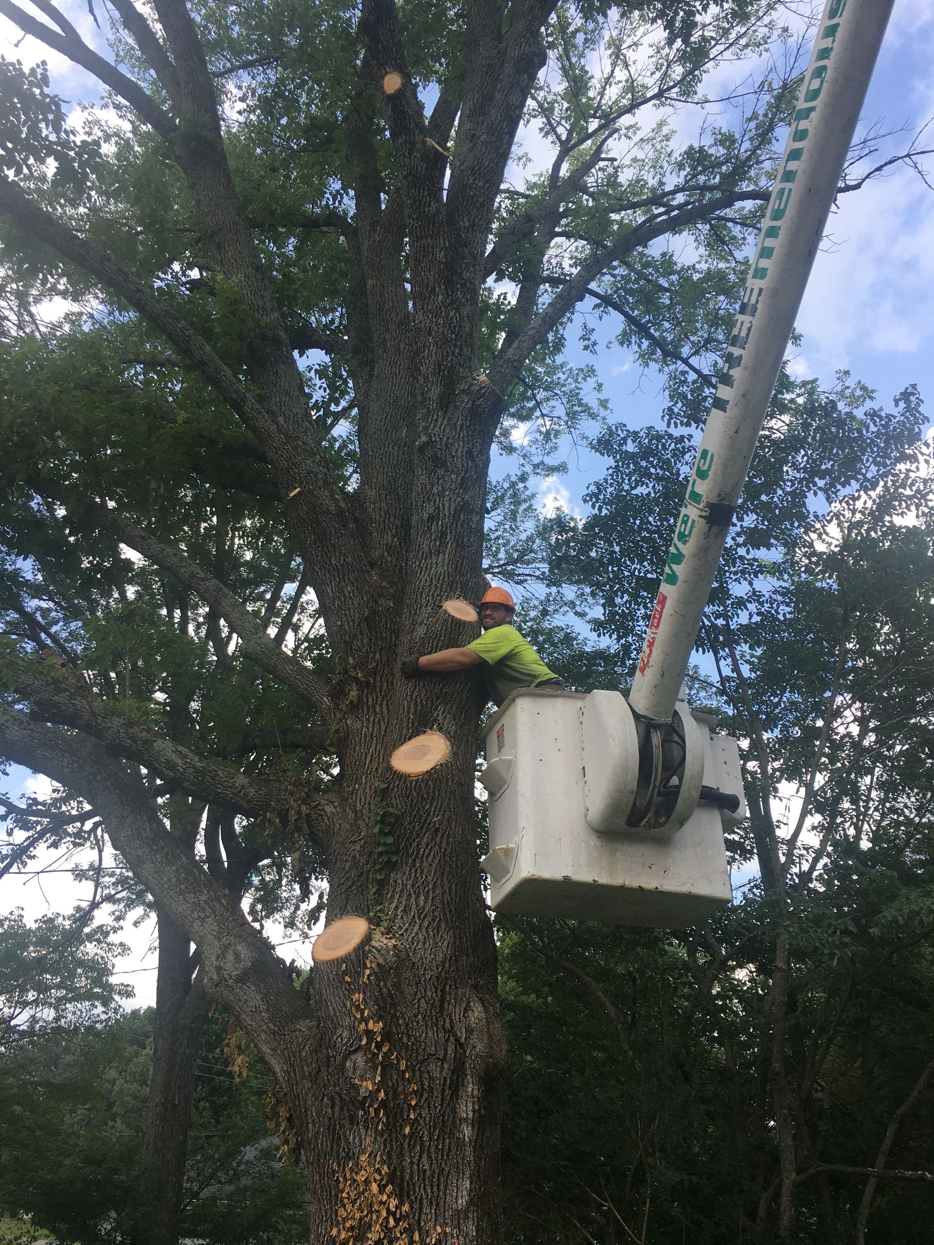 Man Hugging The Tree — Campbellsville, KY — Ray's Tree Service LLC