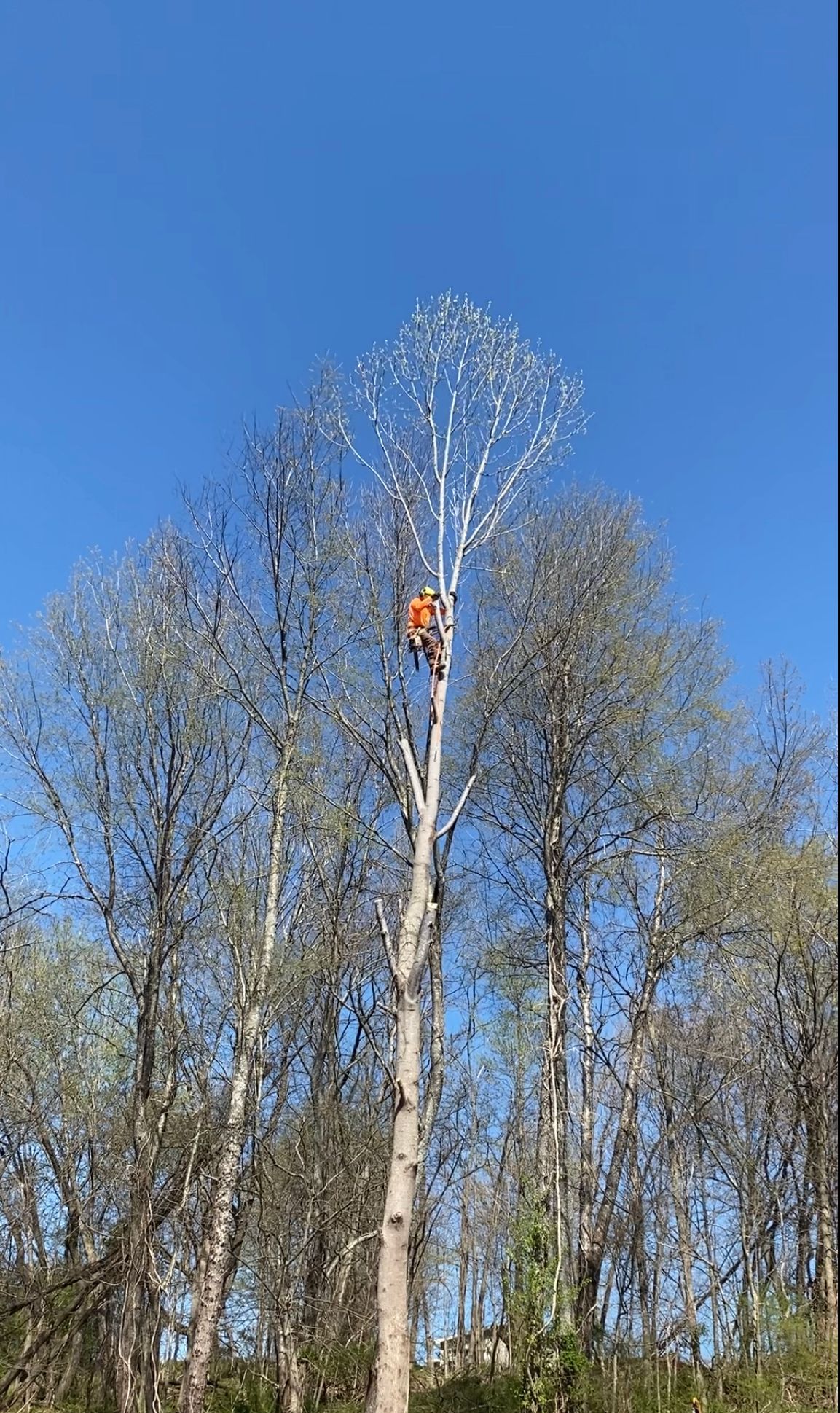 Man Climbing The Tall Tree — Campbellsville, KY — Ray's Tree Service LLC
