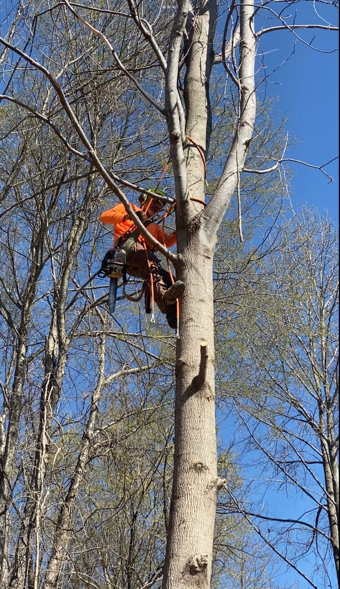 Man Climbing The Tree — Campbellsville, KY — Ray's Tree Service LLC