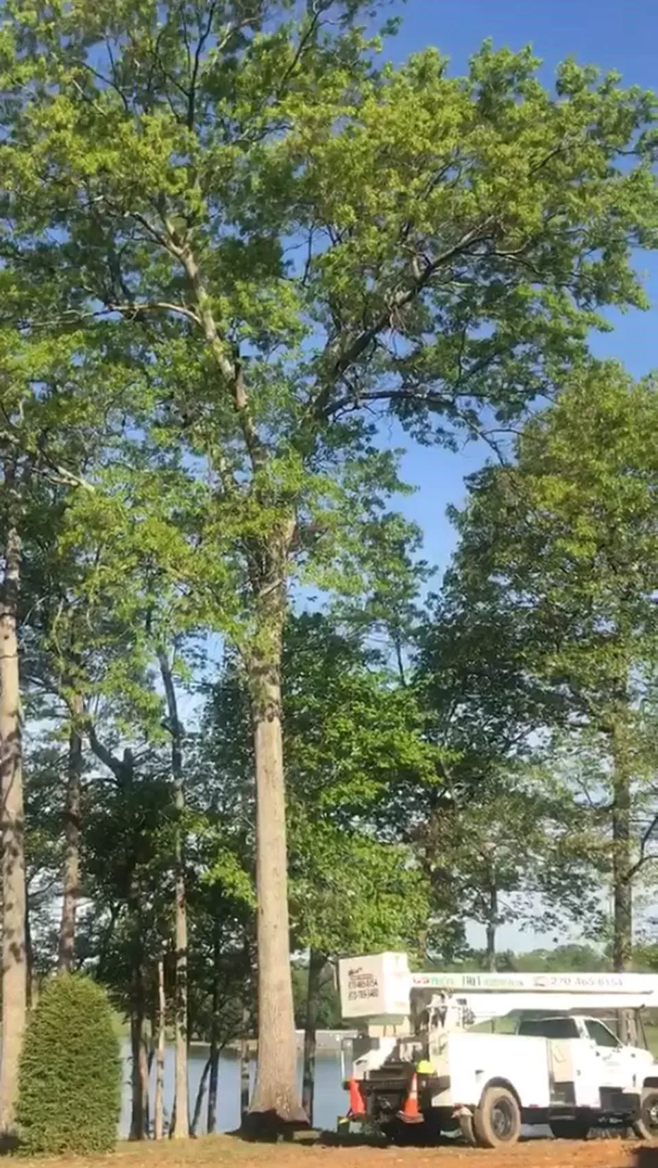 Tall Trees — Campbellsville, KY — Ray's Tree Service LLC